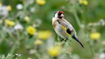 European goldfinch farm bird diversity